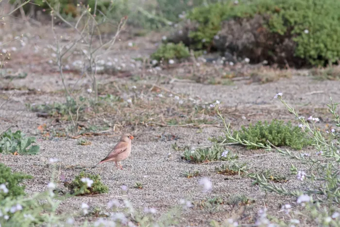File:Woestijnvink - trumpeter finch - Bucanetes githagineus 7.jpg
