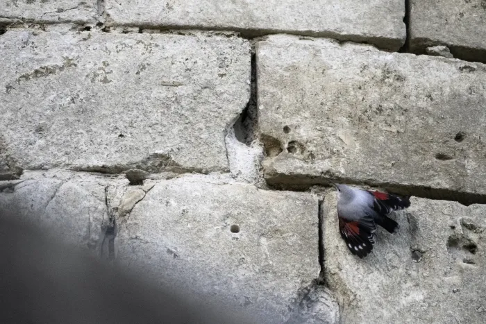 File:Wallcreeper (Tichodroma muraria) 2023.jpg
