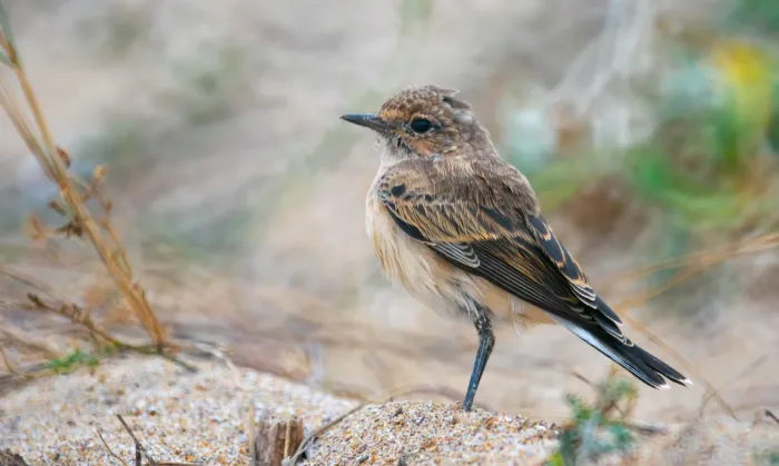 File:Eastern black-eared wheatear (Oenanthe melanoleuca) 2019 2.jpg