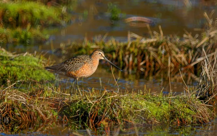 File:Long-billed dowitcher (Limnodromus scolopaceus) 2018.jpg