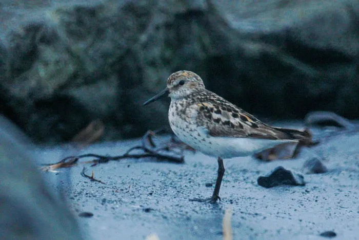File:Western sandpiper (Calidris mauri) 2018.jpg