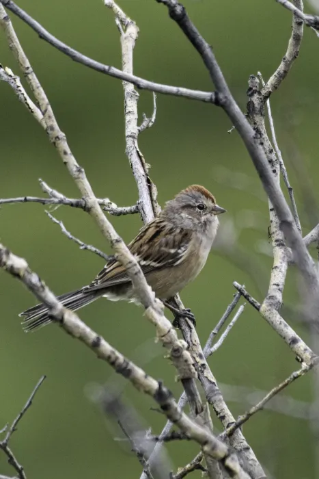 File:American tree sparrow (Spizelloides arborea) 2023.jpg