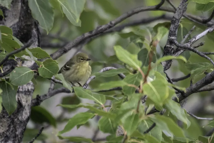 File:Blackpoll warbler (Setophaga striata) 2023.jpg