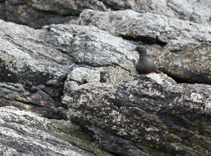 File:Zwarte zeekoet - black guillemot - Cepphus grylle.jpg