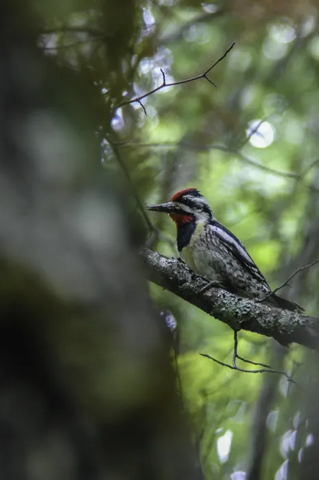 File:Yellow-bellied sapsucker (Sphyrapicus varius) 2014.jpg