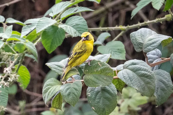 File:Crithagra frontalis in Rwanda 441688165.jpg