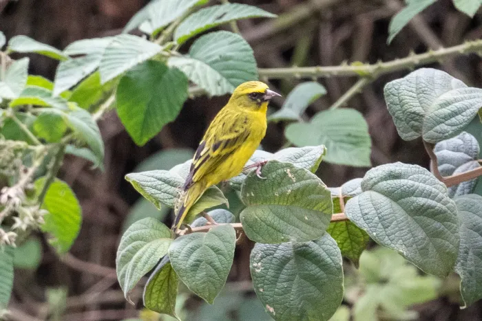 File:Crithagra frontalis in Rwanda 441688162.jpg