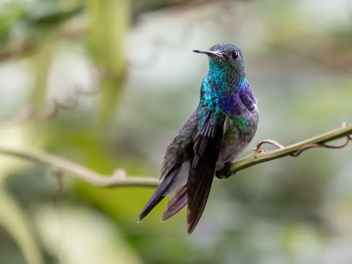 File:Polyerata rosenbergi Purple-chestedd Hummingbird (male); Pichincha, Ecuador.jpg