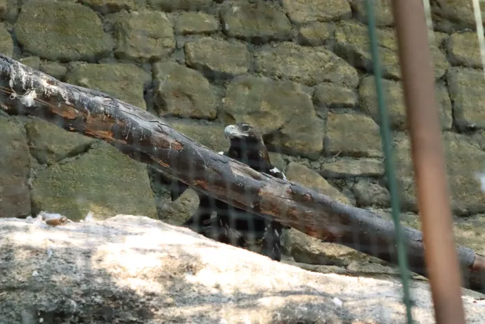 File:Aquila adalberti.001 - Avifauna.jpg