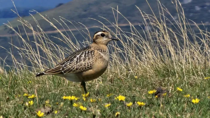 File:Txirri lepokoduna, 'Eudromias morinellus' 02.jpg