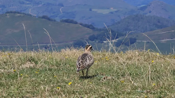 File:Txirri lepokoduna, 'Eudromias morinellus' 03.jpg