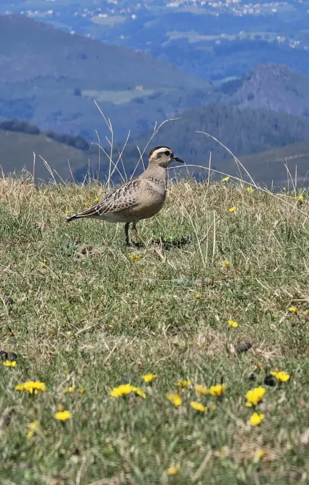 File:Txirri lepokoduna, 'Eudromias morinellus' 05.jpg