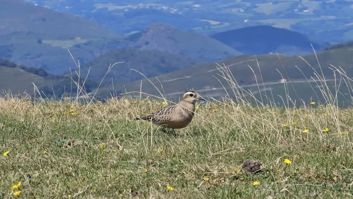 File:Txirri lepokoduna, 'Eudromias morinellus' 06.jpg