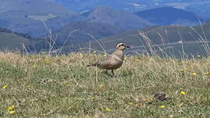 File:Txirri lepokoduna, 'Eudromias morinellus' 07.jpg