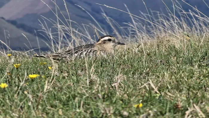 File:Txirri lepokoduna, 'Eudromias morinellus' 09.jpg