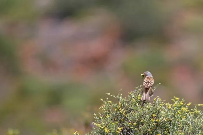 File:Bruinkeelortolaan - Cretzschmar's Bunting - Emberiza caesia.jpg