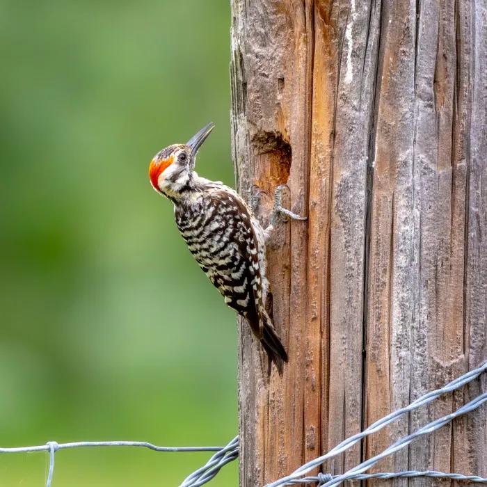 File:Dryobates scalaris 532131322.jpg