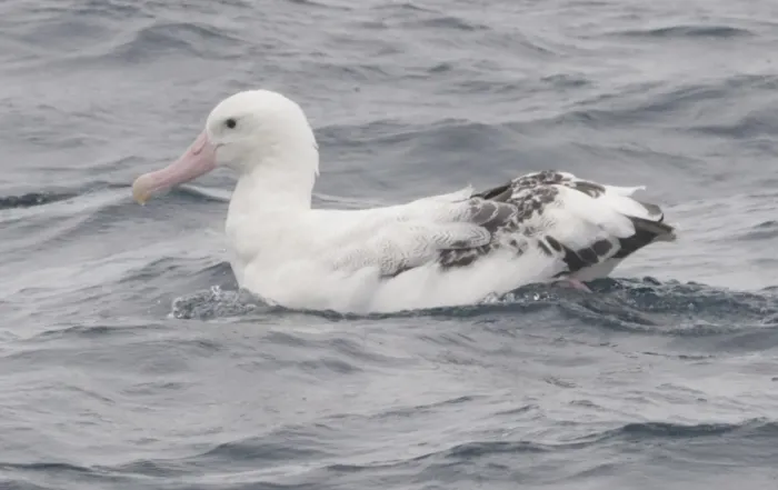 File:Diomedea dabbenena swimming.jpg