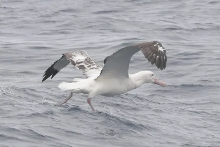 File:Diomedea dabbenena taking off.jpg