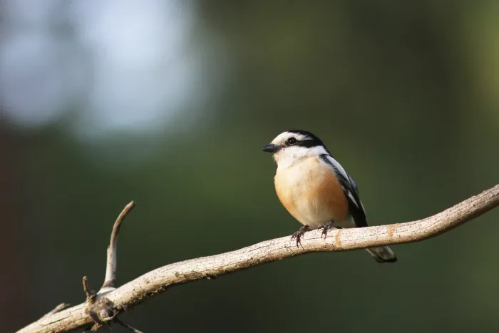 File:Maskerklauwier - Masked Shrike - Lanius nubicus 02.jpg