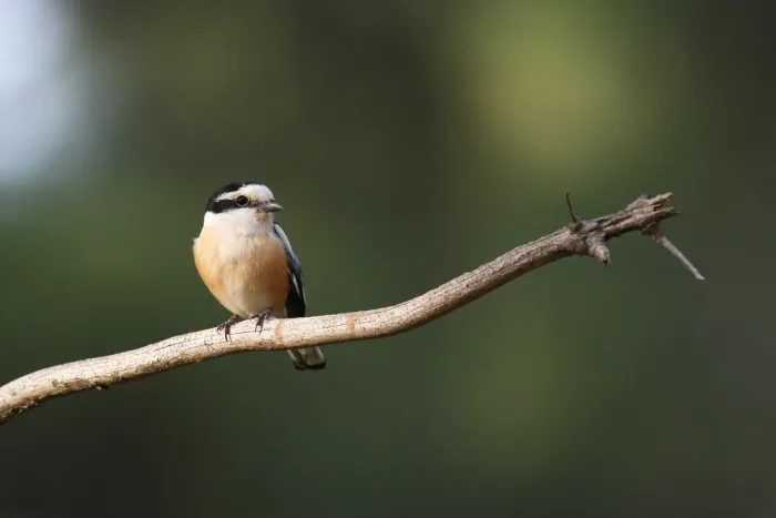 File:Maskerklauwier - Masked Shrike - Lanius nubicus.jpg