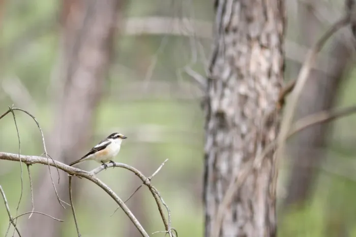 File:Maskerklauwier - Masked Shrike - Lanius nubicus 03.jpg