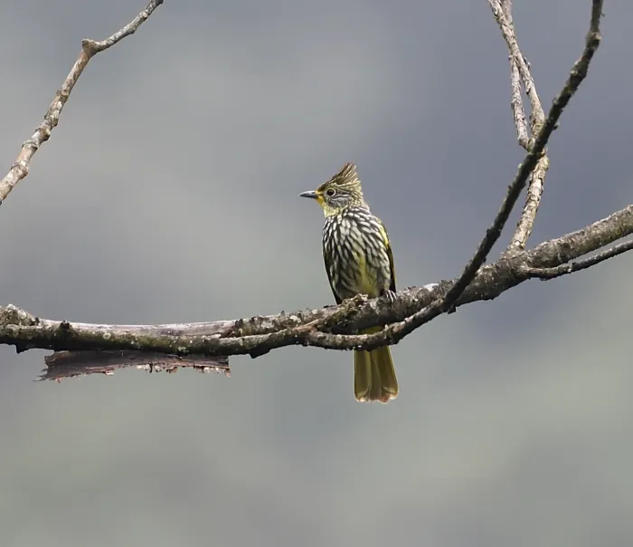 File:Alcurus striatus (10.3897-BDJ.12.e133721) Figure 7.jpg