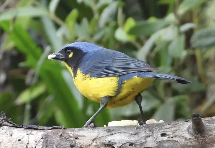 File:Anisognathus melanogenys 473511445.jpg