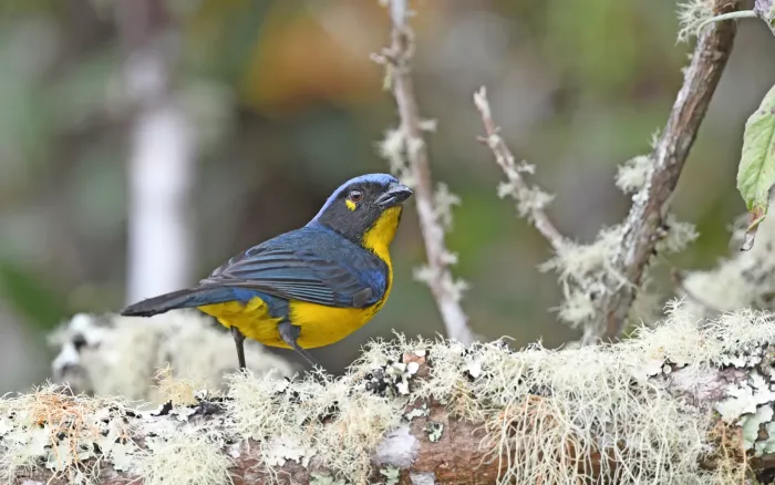 File:Anisognathus melanogenys 280357927.jpg