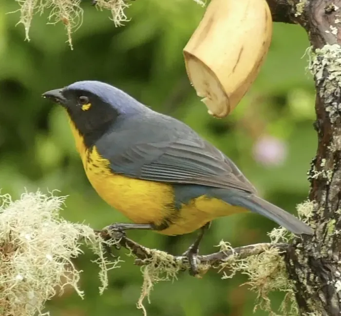 File:Anisognathus melanogenys 456896693.jpg