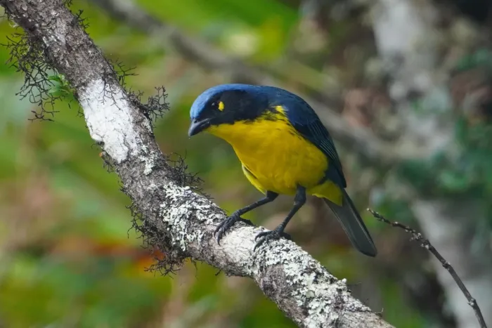 File:Anisognathus melanogenys 468147618.jpg