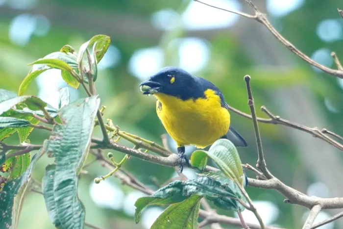 File:Anisognathus melanogenys 468507661.jpg