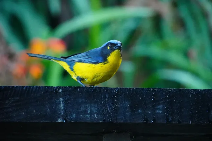 File:Anisognathus melanogenys 469803296.jpg