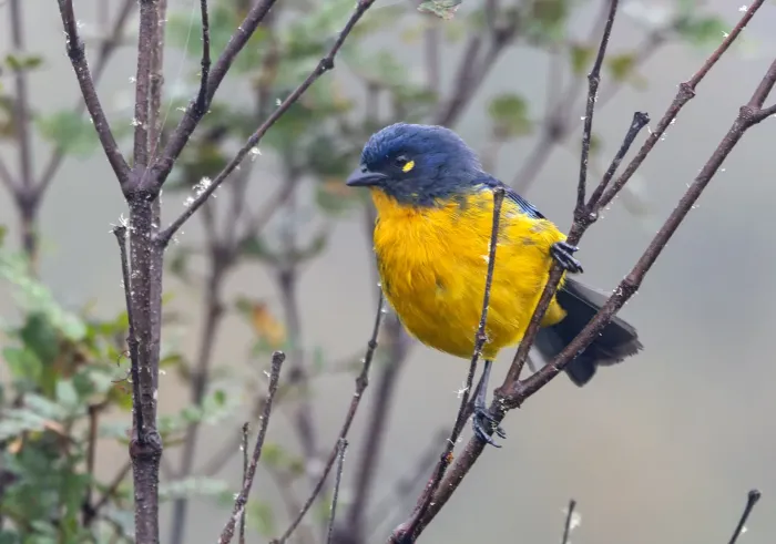 File:Anisognathus lacrymosus 559137121.jpg