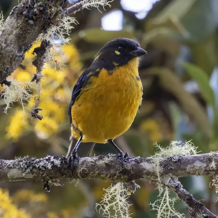 File:Anisognathus lacrymosus 559033114.jpg