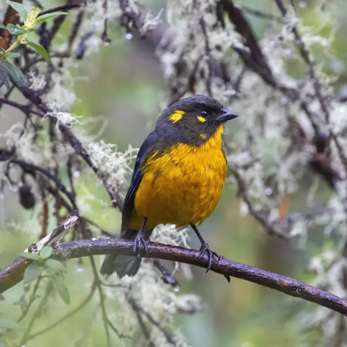 File:Anisognathus lacrymosus 465626295.jpg