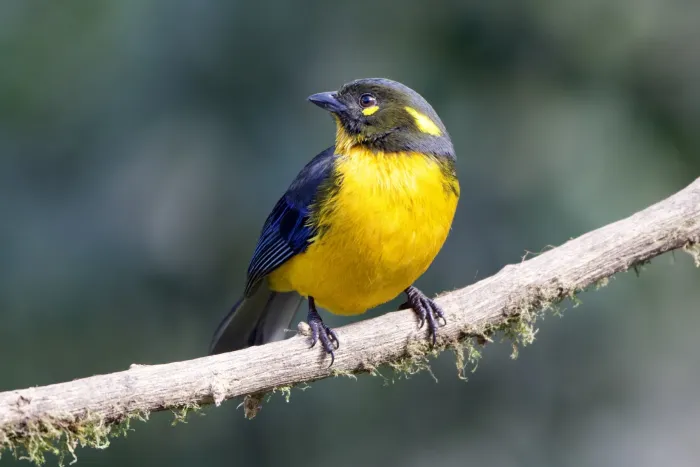 File:Anisognathus lacrymosus 248981261.jpg