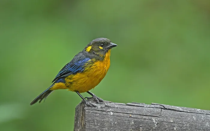 File:Anisognathus lacrymosus 236780108.jpg