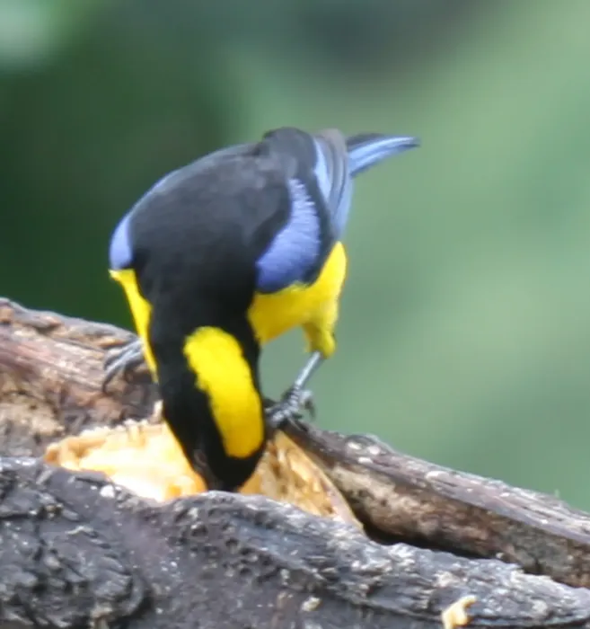 File:Anisognathus somptuosus 447214189.jpg