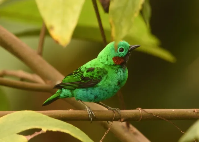 File:Chlorochrysa calliparaea 352670577.jpg