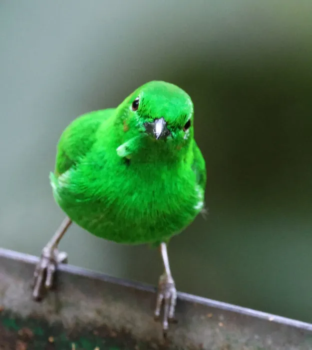 File:Chlorochrysa phoenicotis 459530304.jpg
