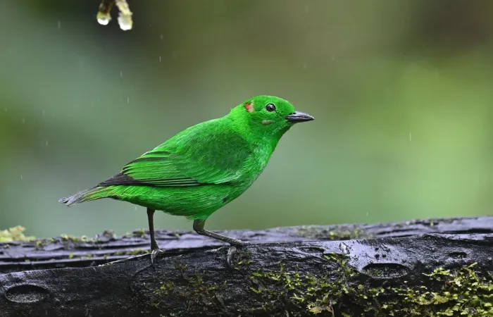 File:Chlorochrysa phoenicotis 258465955.jpg