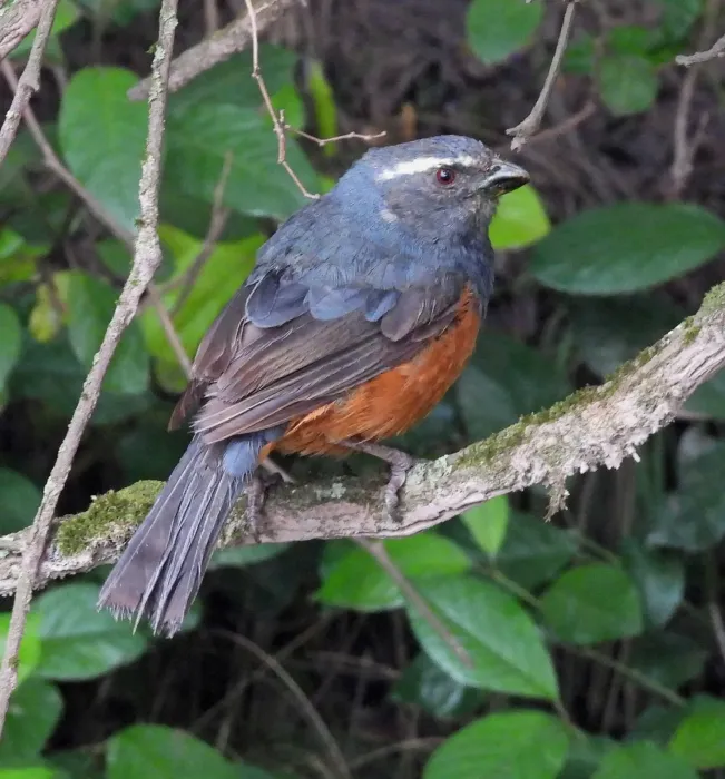 File:Pseudosaltator rufiventris 453127798.jpg