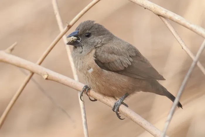 File:Spermestes cucullata 471407805.jpg