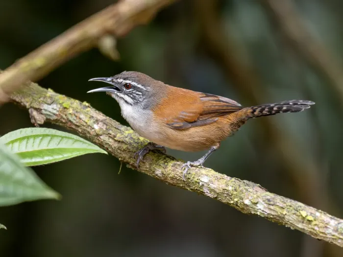 File:Pheugopedius genibarbis Moustached Wren; Estação Veracel, Porto Seguro, Bahia, Brazil.jpg