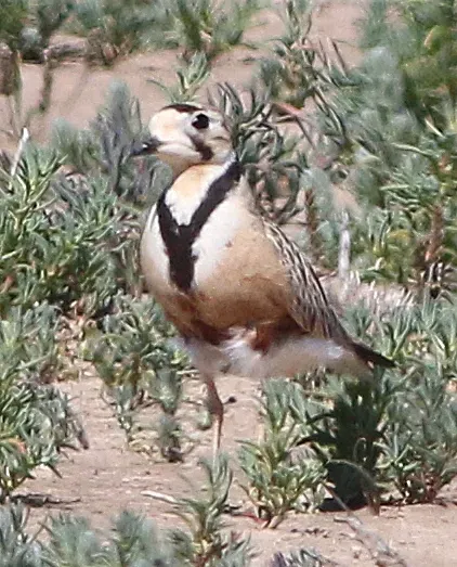File:Peltohyas australis facing.jpg