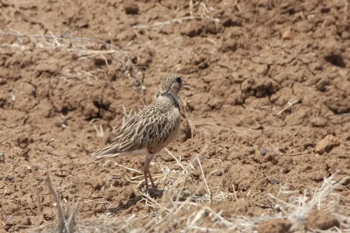 File:Peltohyas australis back.jpg