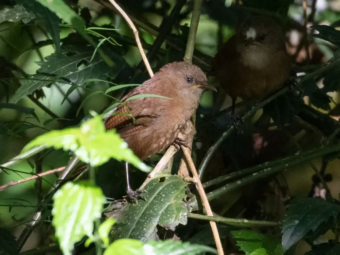 File:Cinnycerthia olivascens 107039273 (cropped).jpg