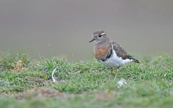 File:Zonibyx modestus interbreeding plumage 391099732.jpg