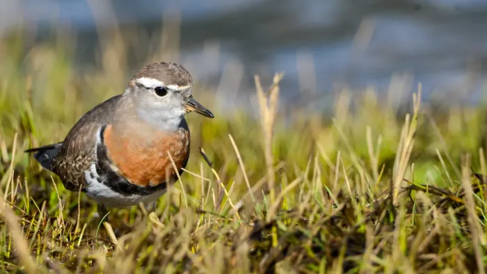 File:Zonibyx modestus breeding plumage 426202493.jpg
